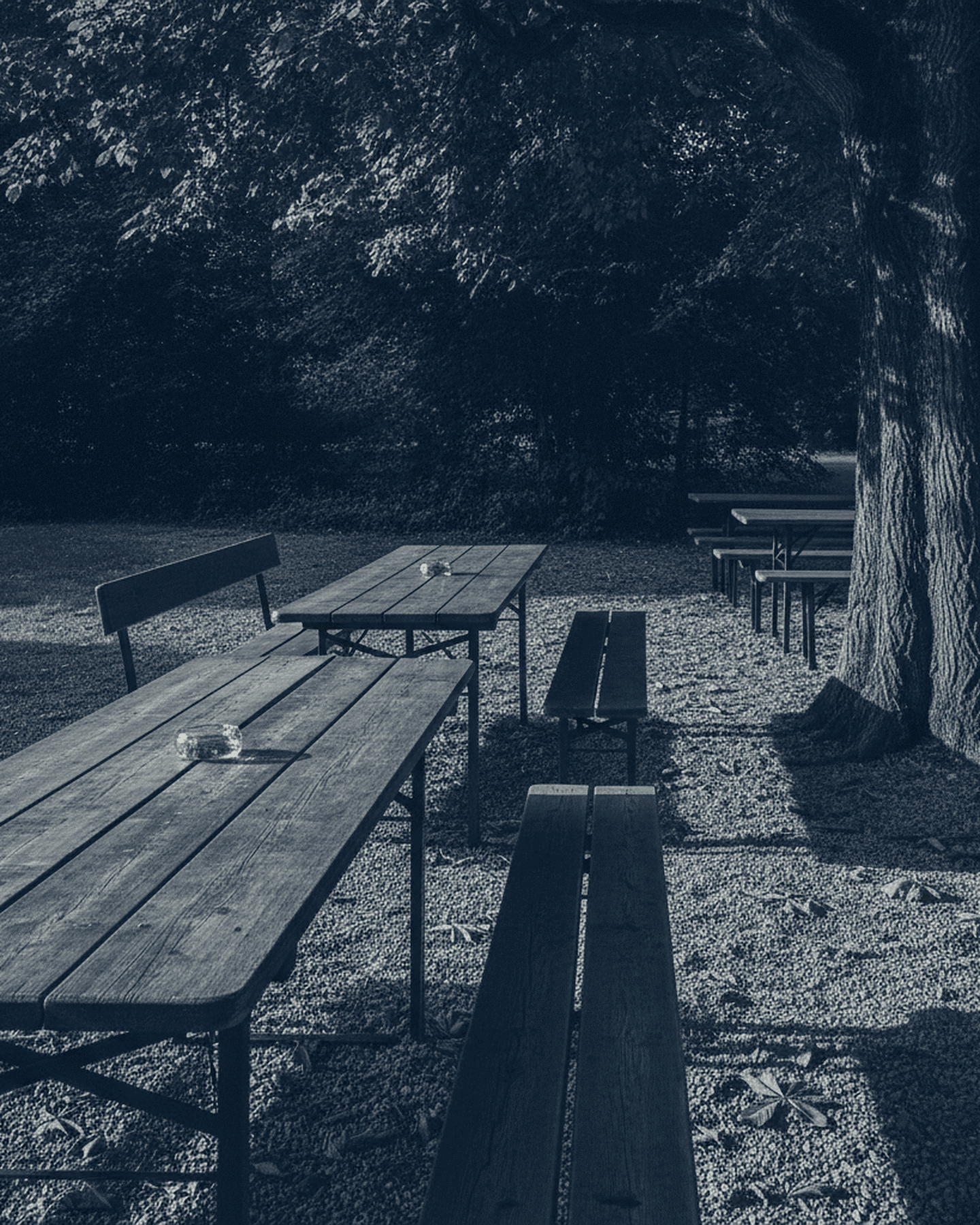 Lange Biergarten-Tische aus Holz unter alten Kastanien, Kiesboden im späten Seitenlicht